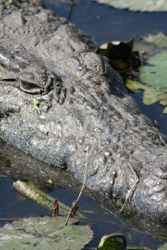 Ngoma Safari Lodge Wildlife Crocodile