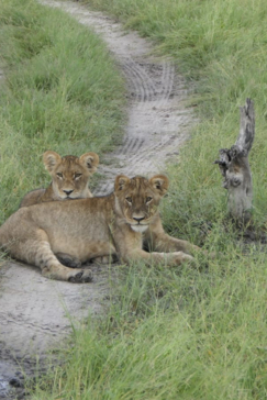Gomoti Plains Botswana Wildlife Sighting March Southern Pride Gallery 2