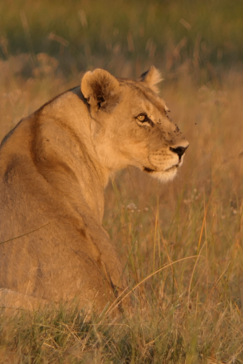 Machaba Botswana Okavango Delta Gomoti Plains Lion Sightings May 2020