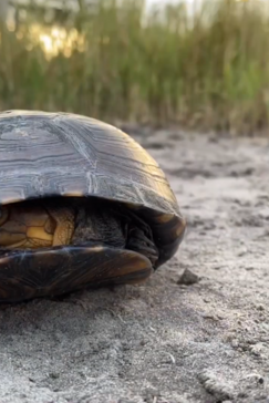 On Safari Nala Episode 10 Hinge Terrapin Gallery Turtle Shell