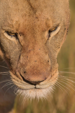 Machaba Botswana Okavango Delta Machaba Camp Lion Sightings Update June 2017