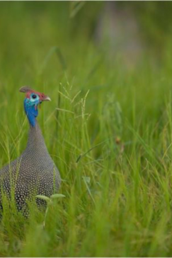 Botswana   Machaba Camp   Guinea Fowl