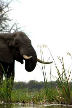 Machaba Camp Botswana Okavango Delta Little Machaba Camp Elephant Sightings February 2018