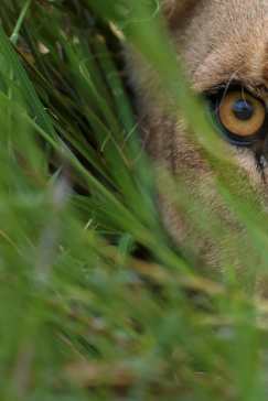 Machaba Botswana Okavango Delta Camp Lion Sightings Update January 2017