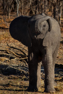 Machaba Botswana Chobe Ngoma Safari Lodge Elephant Sightings September 2019
