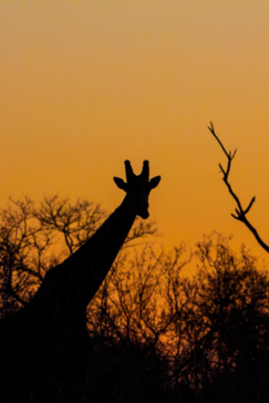 Machaba Botswana Chobe Ngoma Safari Lodge Giraffe Sightings September 2019