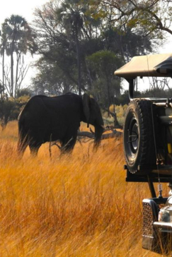 Botswana Gomoti Plains Elephant Leopard