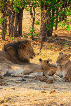 Zimbabwe Hwange National Park Deteema Springs Camp Wildlife Sightings November 2020 Lion Family Lying Down