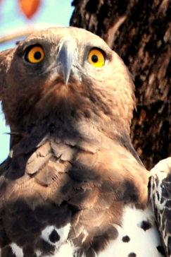 Machaba Zimbabwe Hwange Deteema Camp Owl Sightings August 2019