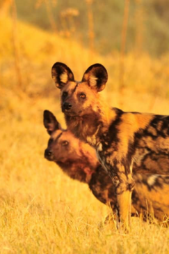 Machaba Zimbabwe Hwange Deteema Camp Wild Dog Sightings August 2019