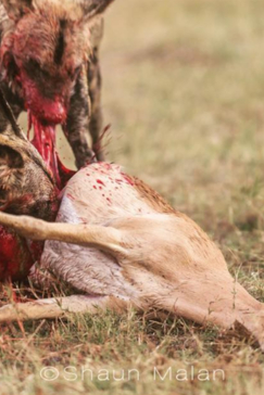 Botswana Okavango Delta Machaba Camp Wild Dogs And Springbok Sightings 2017 December