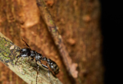 Machaba Wild Insects Ant Adulterers Tree