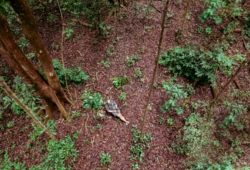 Machaba Wild Machaba Wild Activities Forest Immersion