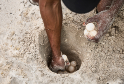 Machaba Wild Turtle Monitoring 2