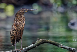 Machaba Wild Birdlife White Crested Tiger Heron