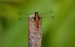 Machaba Wild Machaba Wild Insects Dragonfly