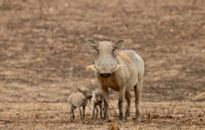 Machaba Wild Mkuti Warthog And Piglets
