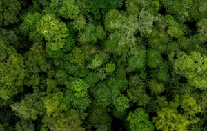 Machaba Wild Machaba Wild Landscape Forest Canopy Aerial 2