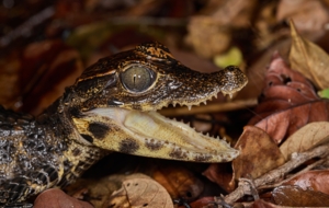 Machaba Wild Machaba Wild Reptiles Dwarf Croc