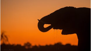 Elephant Machaba Wildife Sightings Botswana Machaba Camp April