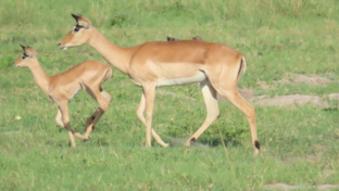 Machaba Monachira Camp Wildlife Sightings Decemberr 2025 Impala