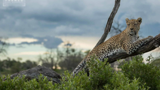 Machaba Botswana Okavango Delta Machaba Safaris Leopard Sightings February 2017