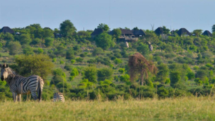 Machaba Botswana Chobe Ngoma Sighting May 2020 Zebra Thumbnail