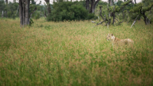 Botswana   Okavango Delta   Gomoti Camp   Oct 2021 Wildlife Sightings   Lioness Banner