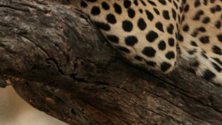 Machaba Botswana Okavango Delta Gomoti Plains Camp Leopard 2 Sightings August 2018