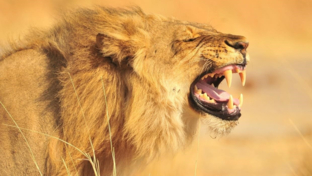 Machaba Safaris Zimbabwe Hwange Deteema Springs Sightings Lion Roaring