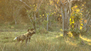 Machaba Botswana Okavango Delta Machaba Camp Wild Dog Sightings May 2018