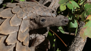 Machaba Camp Botswana Okavango Delta Little Machaba Camp Pangolin Sightings July 2019