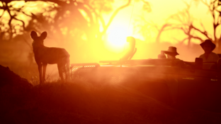 Machaba Safaris   Botswana  Okavango Delta   Gomoti Plains   Wildlife Sightings Report   April 2023   Wild Dog At Sunset