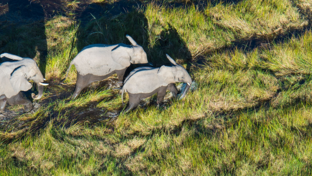 Botswana Gomoti Plains Elephant Banner