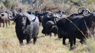 Machaba Botswana Okavango Delta Gomoti Plains Camp Buffalos 2 Sightings July 2018