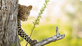 Botswana Okavango Delta Machaba Camp Leopard Sightings 2017 December
