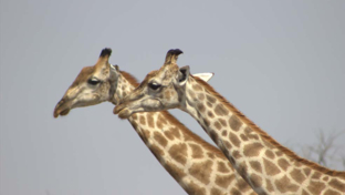 Machaba Botswana Okavango Delta Gomoti Plains Camp Giraffes Sightings August 2017