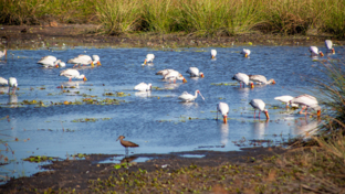 Botswana Okavango Delta Gomoti Camp Sightings May 2021 Wader Birds