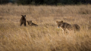 Botswana Okavango Delta Machaba Camp Lion Sightings