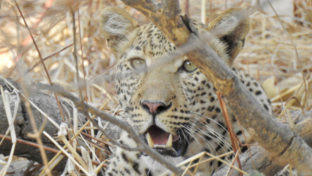 Zimbabwe Mana Pools Ingwe Pan Leopard