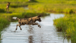 Botswana   Okavango Delta   Machaba Camp   Wildlife Stories   Feb 2022    Wild Dog   Banner