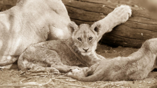 Botswana Okavango Delta Machaba Camp Sightings Lion Cub August 2017