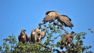 Zimbabwe Hwange Deteema Springs Sightings June 2021 Vultures Cover