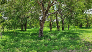 Machaba Safaris Botswana Chobe Ngoma Lodge Sightings Dec 2019 Gallery Giraffes