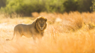 Ngoma Botswana Chobe Lion On Safari