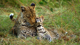 Machaba Botswana Okavango Delta Machaba Camp Leopard And Cub Sightings January 2018