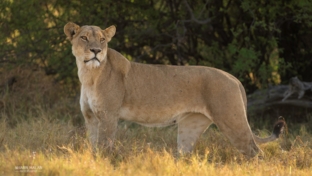 Machaba Camp Botswana Okavango Delta Little Machaba Camp Lion Sightings October 2017