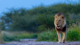 Machaba Botswana Chobe Ngoma Lodge Male Lion