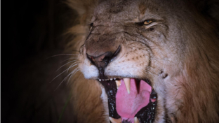 Machaba Camp Botswana Okavango Delta Little Machaba Camp Lion 2 Sightings October 2018