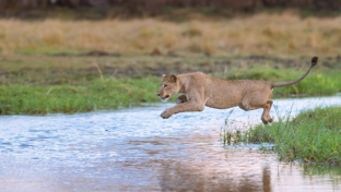 Machaba Camp Botswana Okavango Delta Little Machaba Camp River Lion Sightings December 2018